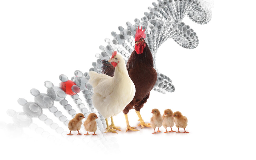 Genetics and Welfarein Organic Poultry Production